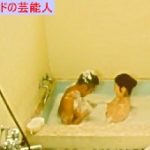 【GIFアニメ】荻野目慶子Part10(女優)ヌード,熟女,濡れ場,完全なる飼育 女理髪師の恋,北村一輝,Oginome Keiko
