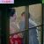 【GIFアニメ】愛染恭子Part1(70～10年代ピンク映画女優,AV女優,ストリッパー)ヌード,花園の迷宮(TV版),青山涼子,斉藤由貴,杉本哲太,Aizome Kyoko