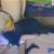 【GIFアニメ】木内美穂Part8(女優,90年代女性アイドル)下着見え,暴行シーン,ブルーシーズン 誘惑の果実,木内美歩,中原翔子,Kiuchi Miho